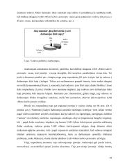 Organizacinė elgsena. Referatas 19 puslapis