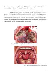 Antibiotikų poveikis mikroorganizmams 11 puslapis