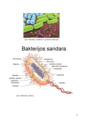 Antibiotikų poveikis mikroorganizmams 8 puslapis