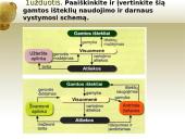 Pasaulio ūkio išteklių įvairovė bei jų pasiskirstymas 12 puslapis