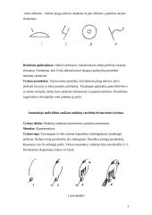 Vaizduotės proceso tyrimas. Asmenybes temperamento tyrimas 5 puslapis