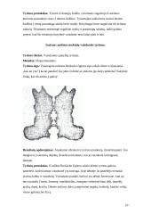 Vaizduotės proceso tyrimas. Asmenybes temperamento tyrimas 10 puslapis