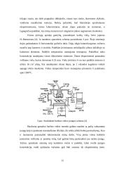 A-Si:H sluoksnių gamyba karštos vielos metodu 12 puslapis