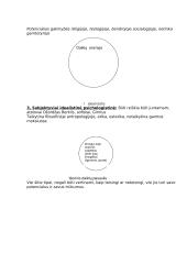 Determinizmo problema 3 puslapis