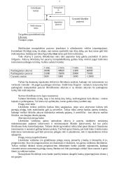 Likvidumo rizikos analizė 2 puslapis
