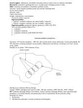 Organizacijos automatizavimo (komunikavimo) sistema (OKS) 3 puslapis