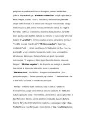 Poetas H. Radauskas 5 puslapis