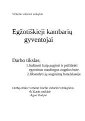 Egžotiškieji kambarių gyventojai