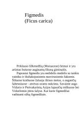 Egžotiškieji kambarių gyventojai 13 puslapis