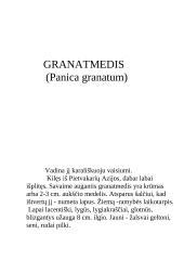 Egžotiškieji kambarių gyventojai 4 puslapis