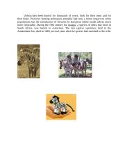 About zebras 3 puslapis