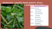 Organizmai turintys nepilną metamorfozę. 11 puslapis