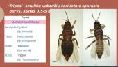 Organizmai turintys nepilną metamorfozę. 12 puslapis