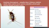 Organizmai turintys nepilną metamorfozę. 13 puslapis