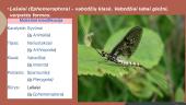 Organizmai turintys nepilną metamorfozę. 14 puslapis