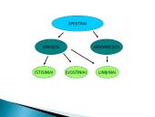 Spektrų rūšys 3 puslapis