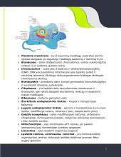 Eukariotinės ląstelės formos 2 puslapis