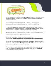 Prokariotinė ląstelė 2 puslapis