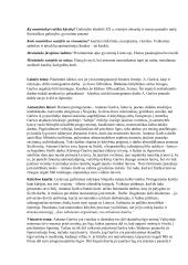 Antanas Škėma. BIografija bei kūryba 4 puslapis