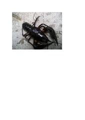 Nariuotakojai 3 puslapis