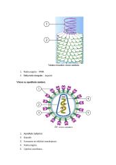 Apsauga nuo žalingo mikroorganizmų poveikio ir imuniteto susidarymas 11 puslapis