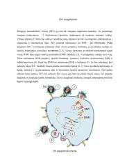 Apsauga nuo žalingo mikroorganizmų poveikio ir imuniteto susidarymas 12 puslapis