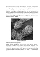 Apsauga nuo žalingo mikroorganizmų poveikio ir imuniteto susidarymas 14 puslapis