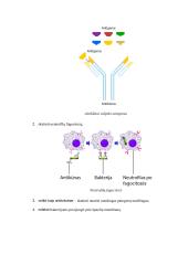 Apsauga nuo žalingo mikroorganizmų poveikio ir imuniteto susidarymas 3 puslapis