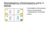 Genų chromosomos 6 puslapis