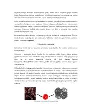 Žmogaus kraujotakos konspektas 2 puslapis