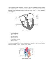 Žmogaus kraujotakos konspektas 11 puslapis