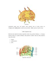Žmogaus kraujotakos konspektas 14 puslapis
