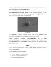 Žmogaus kraujotakos konspektas 3 puslapis