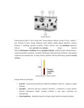 Žmogaus kraujotakos konspektas 4 puslapis