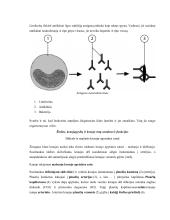 Žmogaus kraujotakos konspektas 6 puslapis