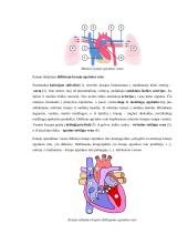 Žmogaus kraujotakos konspektas 7 puslapis