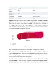 Žmogaus kraujotakos konspektas 10 puslapis