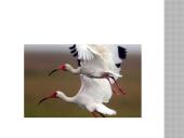 Gyvsidabrio atomas 14 puslapis