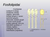 Lipidai, trigliceridai, fosfolipidai, vaškai bei steroidai 5 puslapis