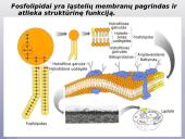 Lipidai, trigliceridai, fosfolipidai, vaškai bei steroidai 6 puslapis