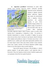 Paukščių migravimas 9 puslapis