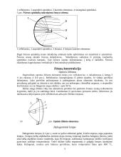 Automobilio apšvietimo sistemos 3 puslapis