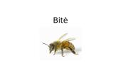 Bičių klasifikacija, biologija, mityba bei reikšmė