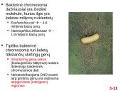 Chromosomų sandara ir molekulinė struktūra 11 puslapis