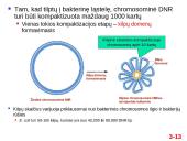 Chromosomų sandara ir molekulinė struktūra 13 puslapis