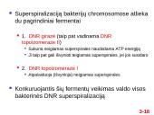 Chromosomų sandara ir molekulinė struktūra 18 puslapis