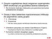 Chromosomų sandara ir molekulinė struktūra 20 puslapis