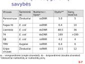 Chromosomų sandara ir molekulinė struktūra 7 puslapis