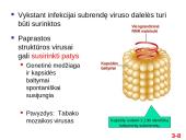 Chromosomų sandara ir molekulinė struktūra 8 puslapis