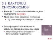 Chromosomų sandara ir molekulinė struktūra 10 puslapis